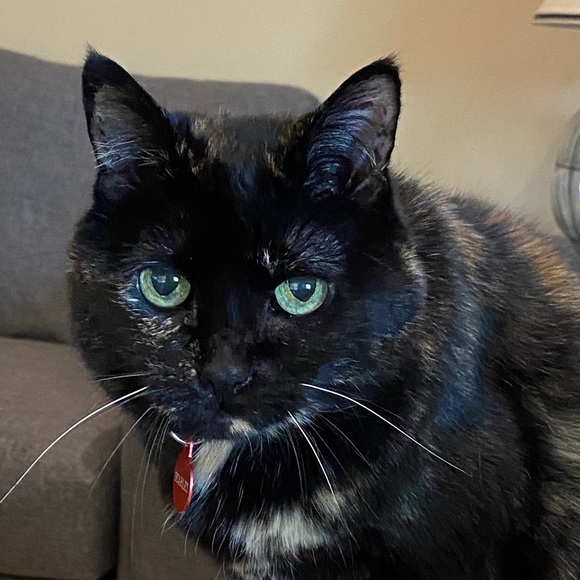 thriftycat88